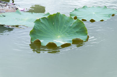 High angle view of trees in water