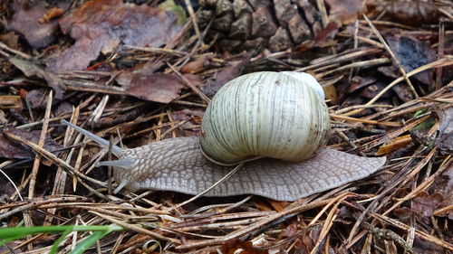 Close-up of snail on field