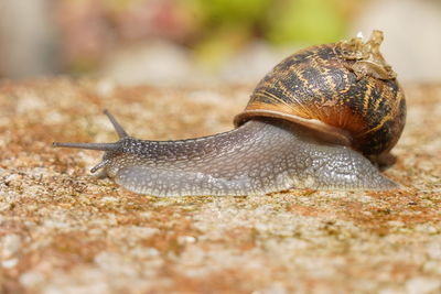 Close-up of snail on stony ground 