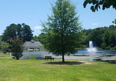 Trees in park