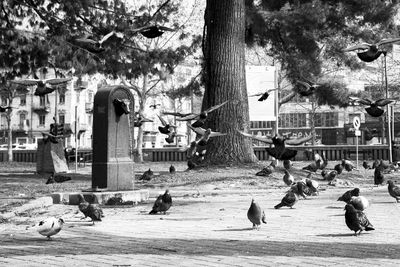 Pigeons in a city