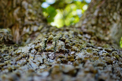 Close-up of mushroom growing on tree trunk