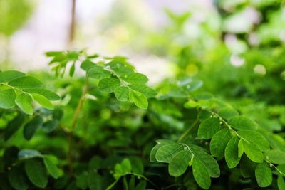 Close-up of fresh green plant