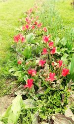 Red flowers growing on field