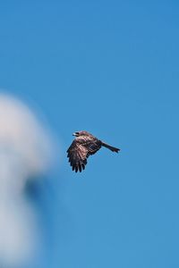 Low angle view of eagle flying in sky