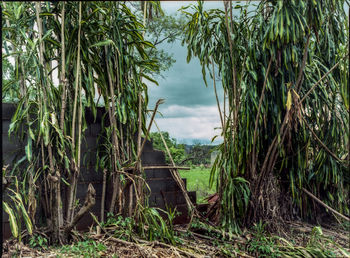 Palm trees growing on field against sky