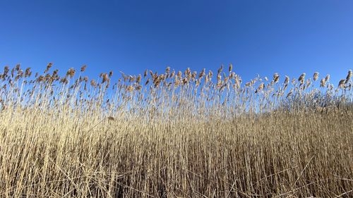 View of stalks in field against clear blue sky