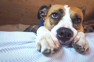 Close-up portrait of puppy at home