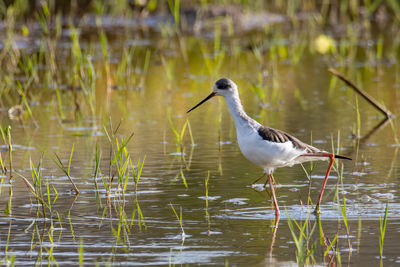 Bird perching on a lake