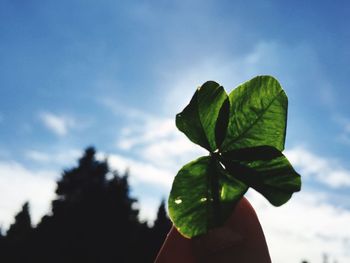 Low angle view of leaf against sky