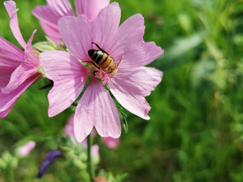 Close-up of bee pollinating on purple flower