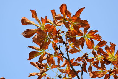 Low angle view of flowering plant against clear blue sky