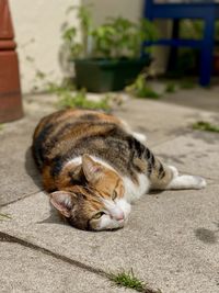 Cat sleeping on footpath