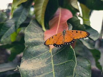 Close-up of butterfly pollinating on leaves