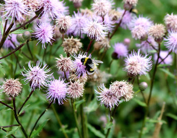 Close-up of purple flowering plants on field