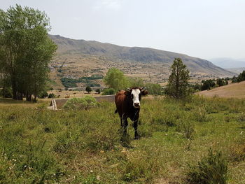 Cows on field against sky