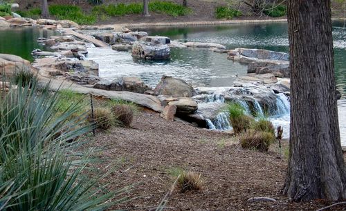 Scenic view of river in forest