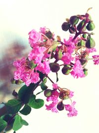 Close-up of pink flowers