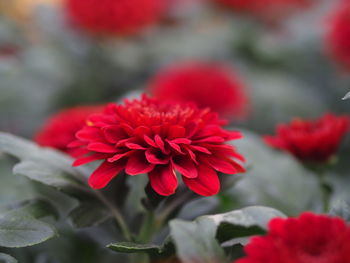 Close-up of red flowering plant