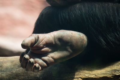 Cropped leg of chimpanzee