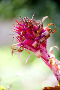 Close-up of pink flower