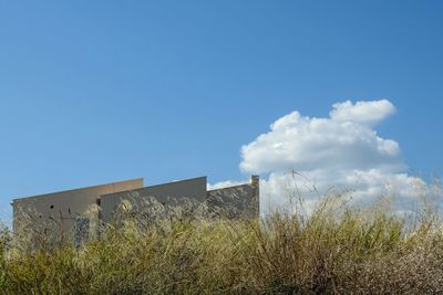 Plants growing on field against blue sky