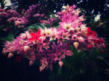Close-up of pink flowering plants