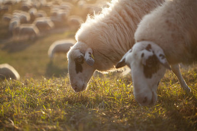 Sheep in a field