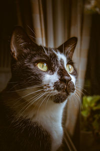 Close-up of cat looking away