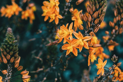 Close-up of yellow flowering plant