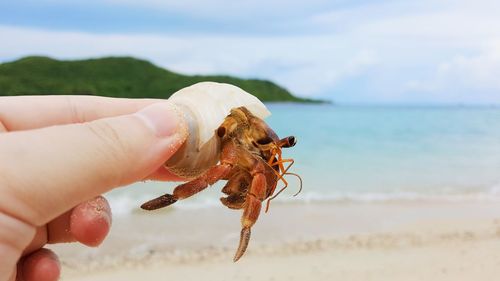 Close-up of a hand holding a beach