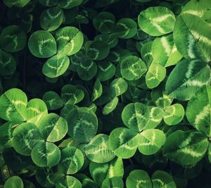 Close-up of green leaves in water