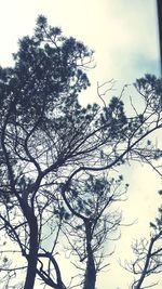 Low angle view of silhouette tree against sky