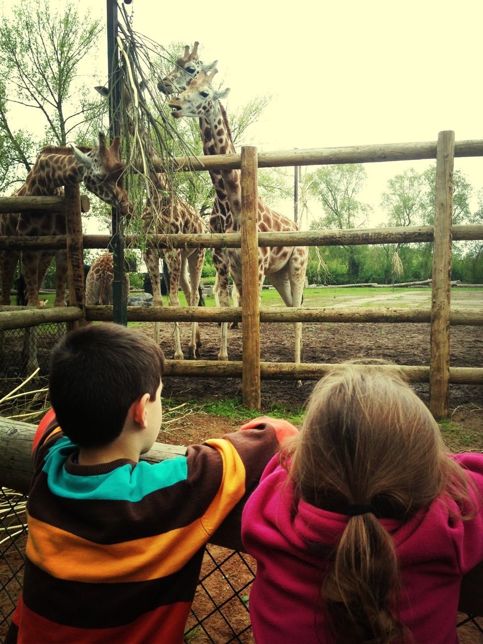 Checking out the giraffes