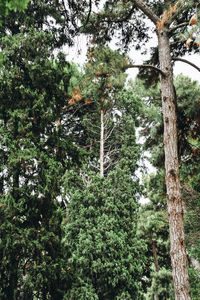 Low angle view of trees in forest