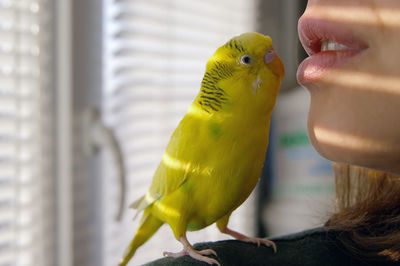 Close-up of parrot