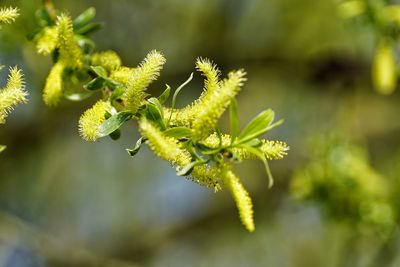 Close-up of plant