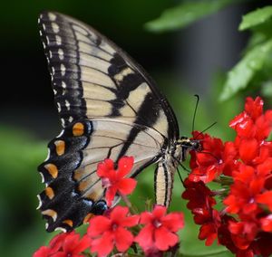 Close-up of butterfly pollinating on flower