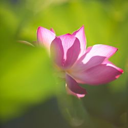 Close-up of pink water lily