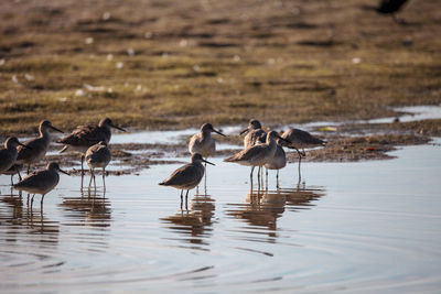 Flock of birds in lake