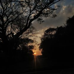Silhouette trees against sky during sunset