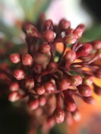 Close-up of flowers against blurred background