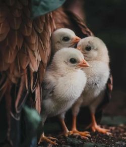 Close-up of two birds