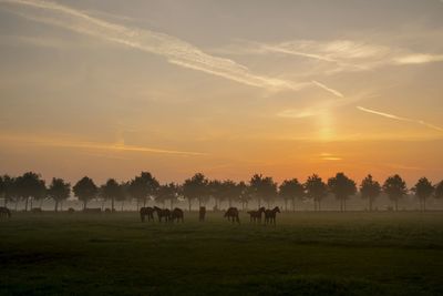 Horses grazing on field against sky at sunset