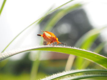 Close-up of insect on leaf