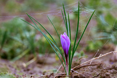 Close-up of purple crocus flowers on field