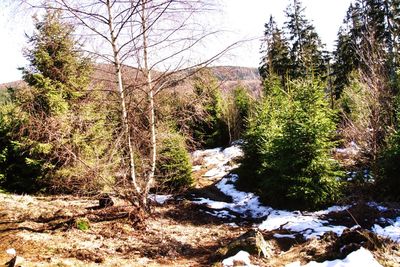 Scenic view of forest against sky