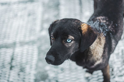 Close-up of dog