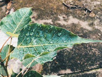 Close-up of raindrops on leaves