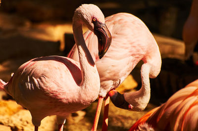 Close-up of a bird